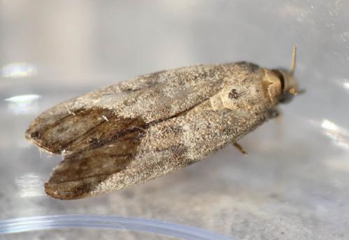 Cadra figulilella